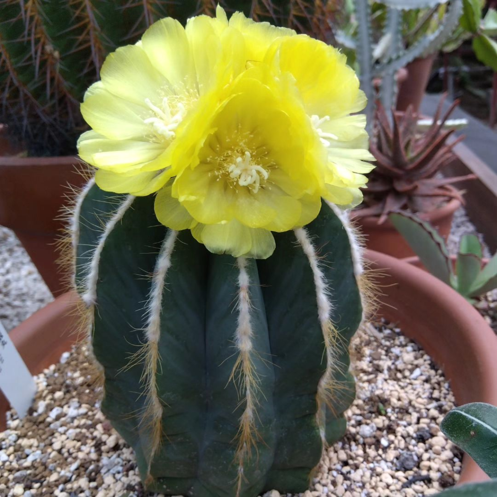 サボテン栄冠丸 ｜ 川崎市緑化センター