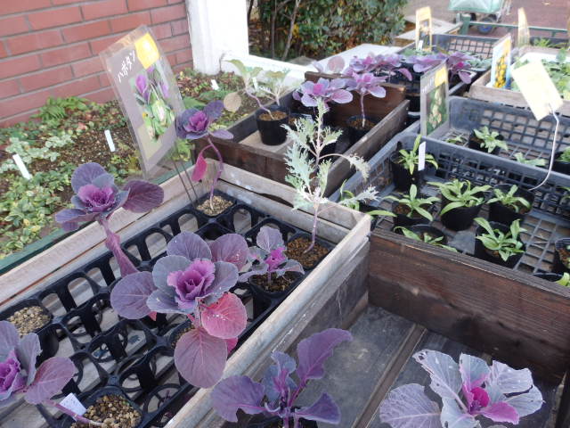 専用ページです。　 20苗抜き苗 専用ページです。 20苗抜き苗